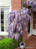 Wisteria sinensis